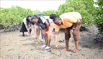 Mangrove Planting Day