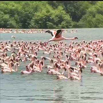 Exploring the exotic: Diamond Jubilee High School, Mumbai’s field trip to Thane Creek Flamingo Sanctuary 